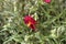 Rockrose Red Orient