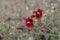 Rockrose Red Orient