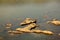 Rocks above the surface of the pond.