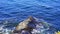 Rocks along coastline in Portland, Maine