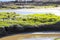 Rocks on the beach covered with gorgeous lush green algae in smooth silky sand