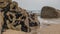 Rocks at beach covered with mussels, barnacles and limpet shells on a cloudy overcast day.