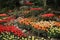 Rocks and blooming tulips in the flower garden Keukenhof in spring.