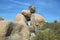 Rocks and cactus in Joshua Tree National, California