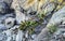 Rocks cliffs overgrown with nature plants trees bushes flowers cacti