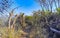 Rocks cliffs overgrown with nature plants trees bushes flowers cacti