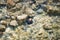 Rocks and a colorful shell underwater shot from above with a dreamy effect of rippling water and waves