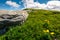 Rocks and dandelions on grassy hillside