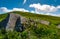 Rocks and dandelions on grassy hillside