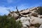 Rocks in Desert Landscape in Joshua Tree National Park, California