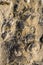 Rocks with embeded fossils in