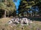 Rocks forming a fireplace in the pine woods