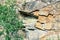 Rocks and green wood. Crested surface, in cracks. Rock. Stone walls. Gorge. Nature