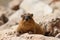 Rocks hyrax (Procavia capensis)