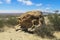 Rocks in Ischigualasto desert valley