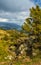 Rocks and juniper trees at Catalan highlands