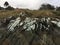 Rocks with lichens entering the beach, Galicia, Spain