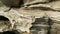 Rocks and limestone eroded on the coast of the sea