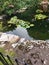 Rocks with moss and mold on them next to a lake with lily pads