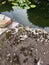 Rocks with moss and mold on them next to a lake with lily pads