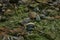 Rocks in mossy swamp lake edge