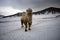 Rocks and mountains gorges of the Altai mountains Chuysky tract winter camels kings of the desert