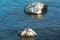 Rocks in the Ocean and Flock of Cormorants