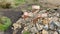 Rocks piled around a shrine