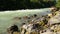 Rocks in powerful river rapids, mountain stream, wildlife