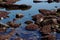 Rocks with red algae at low tide.