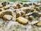 Rocks, river pebbles in a streaming water