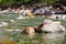 Rocks in river verzasca with clear green water in switzerland