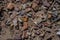 Rocks Scattered on Mojave Desert