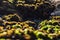 Rocks by the sea, with green algae and marine life. Estoril beach. Portugal