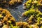 Rocks by the sea, with green algae and marine life. Estoril beach. Portugal