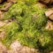 Rocks and seaweeds in Waterville, County Kerry - vintage effect.