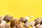 rocks and shells on a yellow background .Marine theme