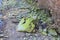 Rocks on the shore of Danube with green moss