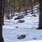 Rocks in snow in Wyoming forest