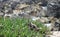 Rocks and squirrel at Monterrey Bay area enjoying the outdoors.