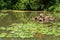 Rocks and terrapin in a pond