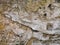 Rocks Texture Geologic Formation Natural Wall Minerals Abstract Background