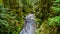 Rocks, trees and boulders in the Salmon habitat of the fast flowing Kanaka Creek