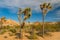 Rocks and trees, Joshua Tree National Park, California