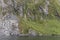 Rocks and vegetation clinging on steep cliff face at fjord shore,  Milford Sound, New Zealand