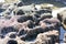 Rocks and vegetation on Doolin beach, county Clare, Ireland