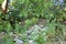 Rocks and Weeds Along the Riverbank