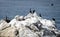 Rocks and wildlife sunning themselves at Monterrey Bay area.