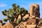 Rocks Yucca Brevifolia Joshua Tree National Park