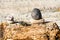 Rocks and Zebra Mussels on Tree Stump